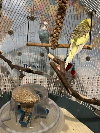Image 1 of Wanted budgies or finches for young enthusiast