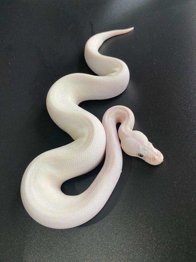 Preview of the first image of Various morphs of ball pythons..
