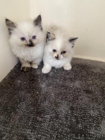 Image 5 of Ragdoll kittens ready now