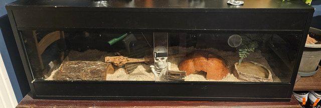 Preview of the first image of 3 year old male corn snake and vivarium.