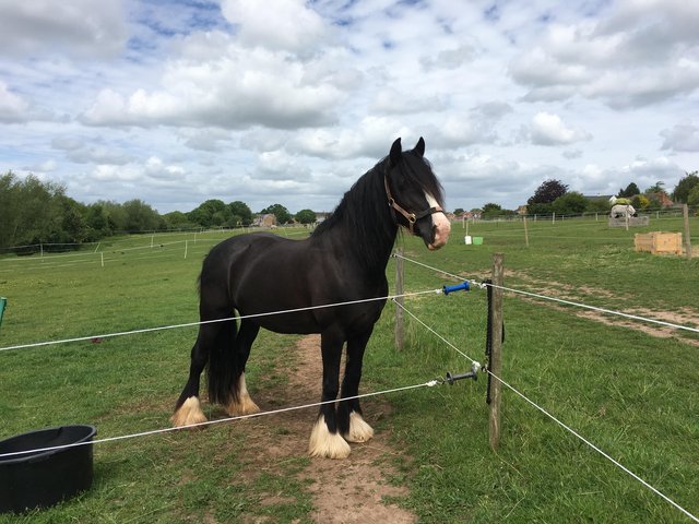 Preview of the first image of BEAUTIFUL BLACK COB MARE.