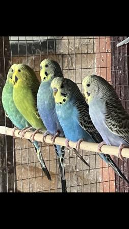 Image 4 of 25 Budgies various colours for sale