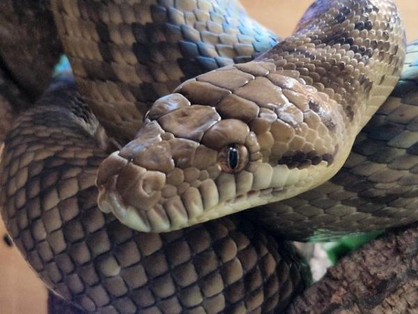 Image 1 of Cb19 Meruke scrub python - Female