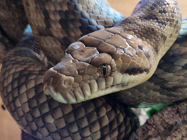 Preview of the first image of Cb19 Meruke scrub python - Female.