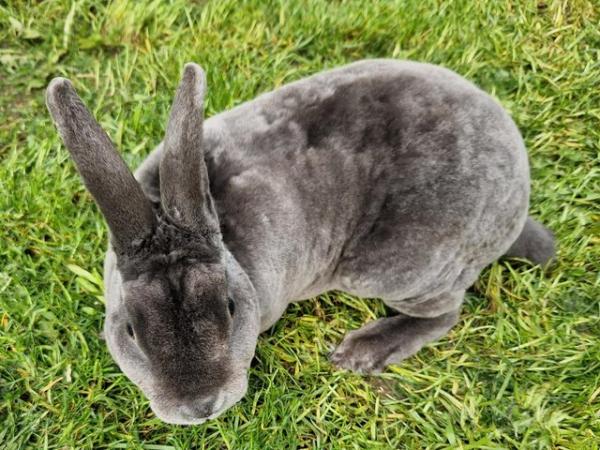 Image 5 of Mini Rex Male, approx 9mths old.  only £15.
