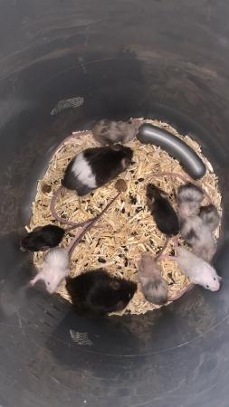 Image 5 of Three mouse colonies one large group of girls and asf rats