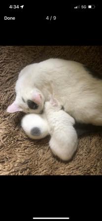 Image 4 of Beautiful white and grey farmhouse kittens