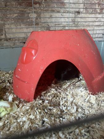 Image 1 of Male boar Guinea pig looking for forever home