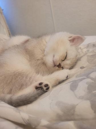 Image 3 of 14 week old male Pedigree British Shorthair silver kitten