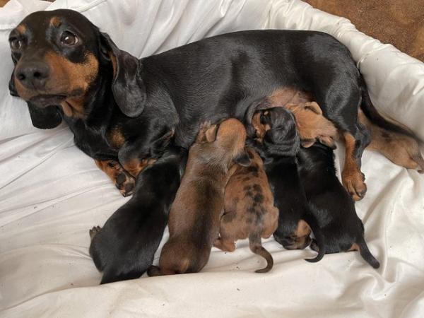 Image 2 of Stunning Dachshund puppies