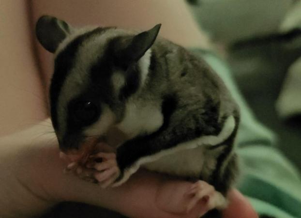Image 4 of Sugar glider trio and 5ft cozypet cage for sale