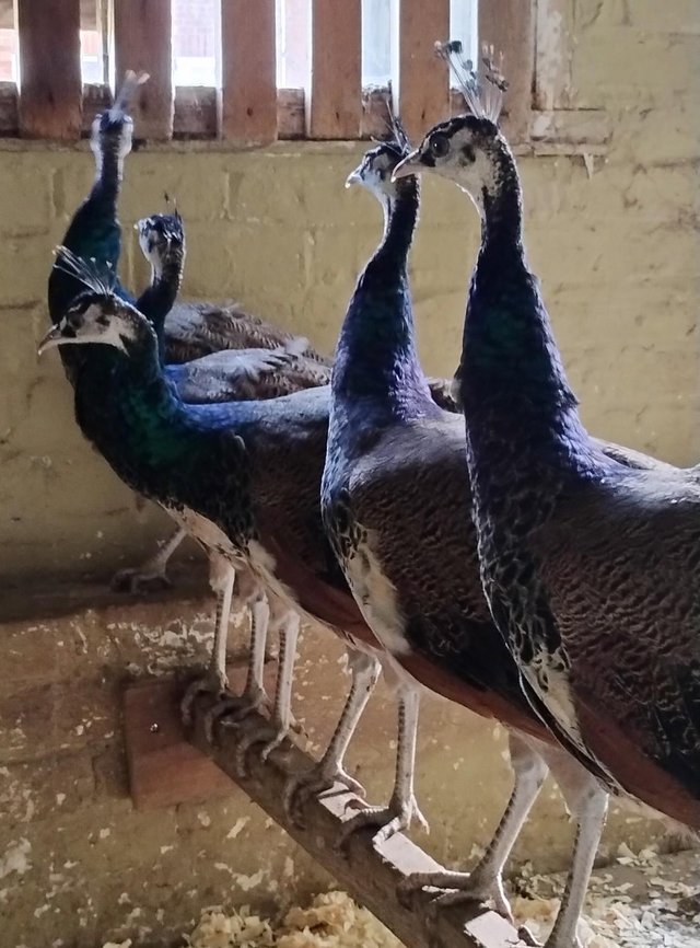 Preview of the first image of Indian Blue Male Peacocks Four for sale.