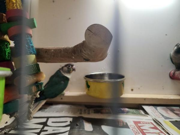 Image 3 of 2 turquois green cheek conures