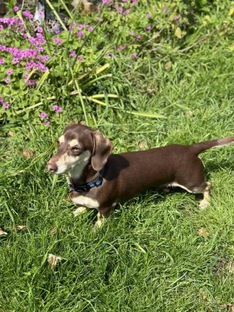 Image 10 of One year old miniature dachshund boy