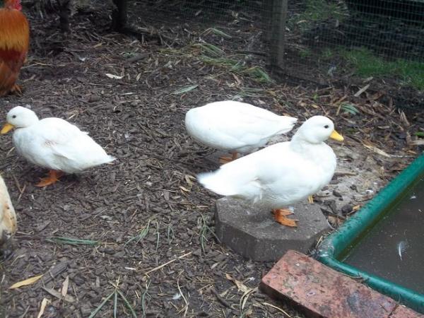 Image 14 of FOR SALE QUALITY CALL DUCKLINGS £12 EACH