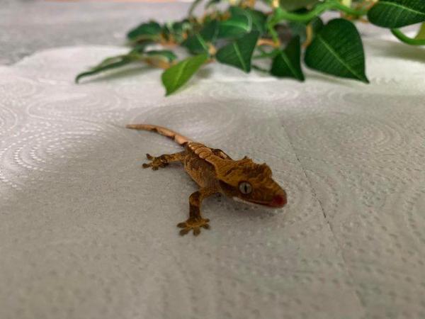 Image 3 of Crested Gecko Hatchlings CB23 ready now