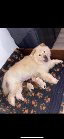 Image 2 of Last beautiful female Chow chow puppy left