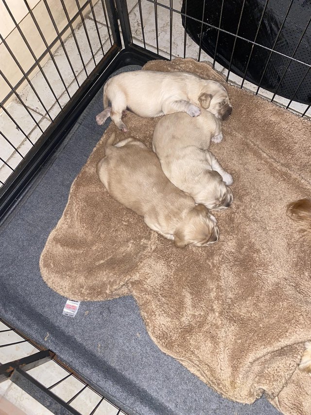 Preview of the first image of Golden Retriever puppies for sale.