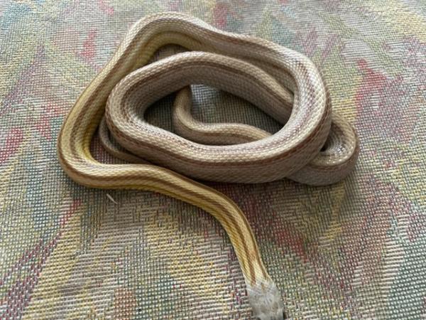 Image 1 of Various Morph Corn Snakes