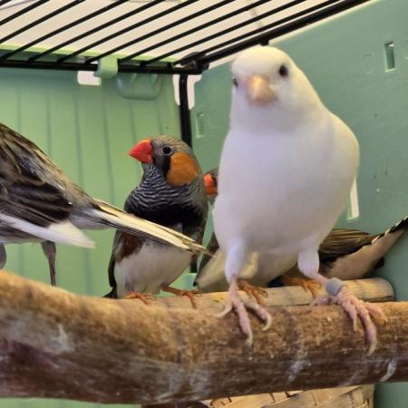 Image 3 of Beautiful healthy canaries and zebra finches for sale