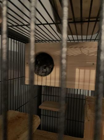 Image 10 of 2x chinchillas with large cage