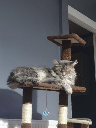 Image 1 of Gorgeous GCCF Registered Female Maine Coon in Birmingham