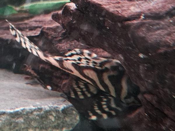 Image 4 of L236 plecos looking for new homes