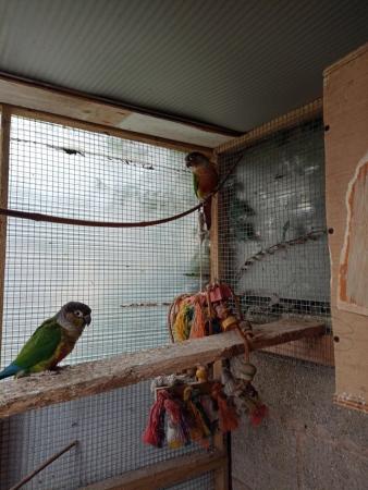 Image 3 of Green cheeked parakeets for sale