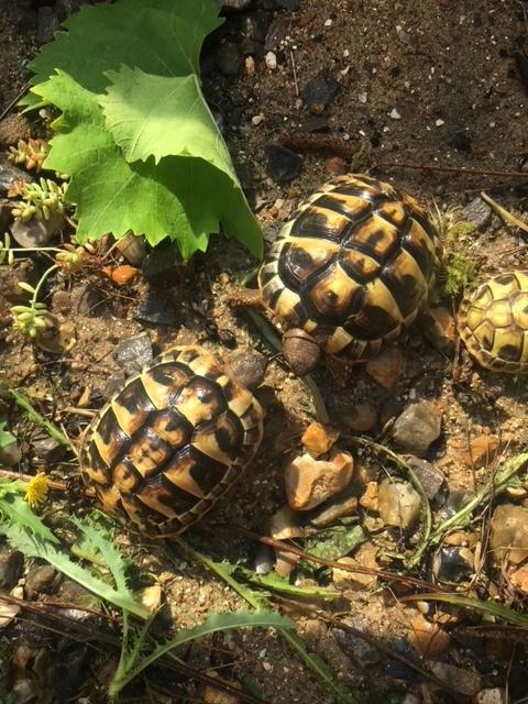 Preview of the first image of Baby Hermanns tortoises for sale.