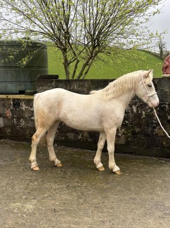 Image 1 of Rising 2year old filly to make 14hh