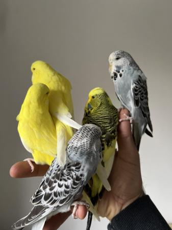 Image 3 of Hand Tame Baby Budgie Parakeets