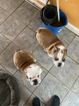Image 4 of British bulldogs puppies 1and2 injection house trained micr