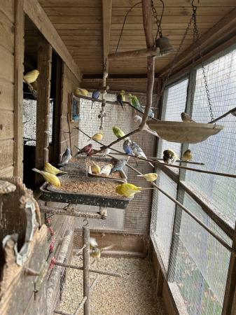 Image 6 of Beautiful young Budgies for sale