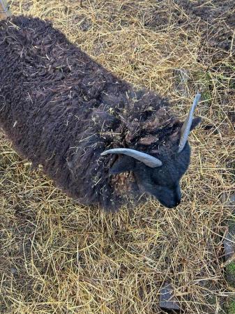 Image 2 of Hebridian ewes for sale born April 23