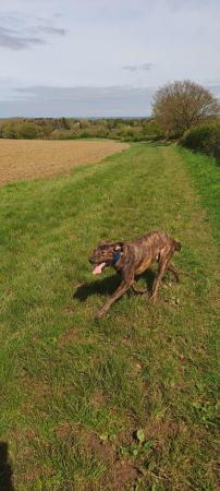 Image 4 of For sale young lurcher cross