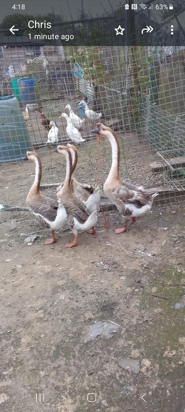 Preview of the first image of Chinese geese for sale in Wigan.