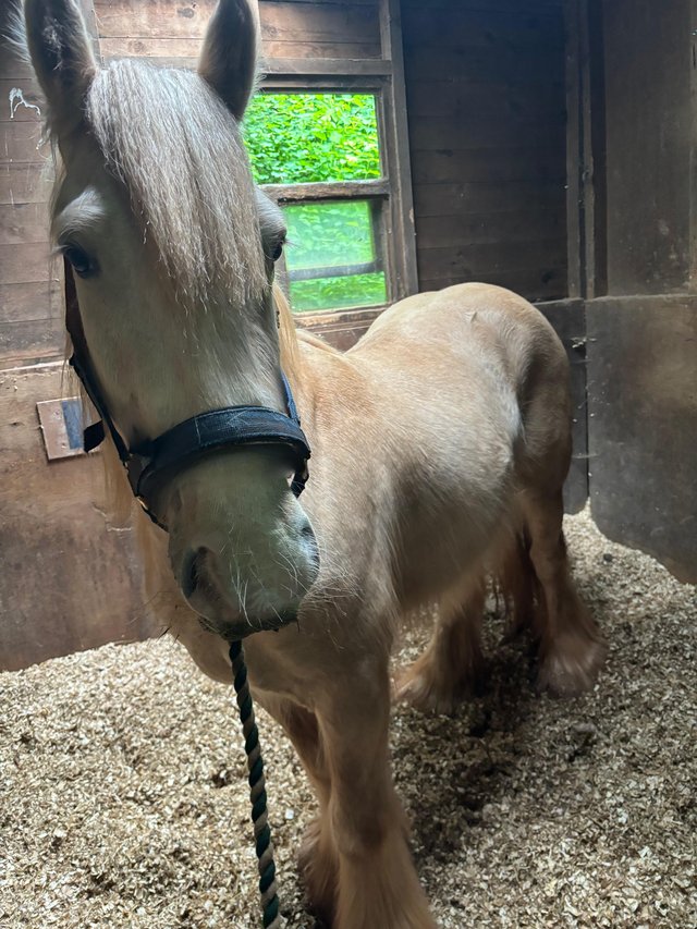 Preview of the first image of 2 year old palomino gelding.