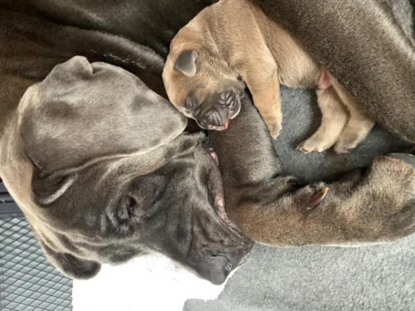 Image 5 of 7 week old cane corso for sale