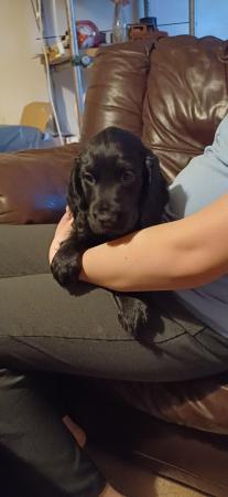 Image 7 of Sprocker Spaniel Puppies for sale