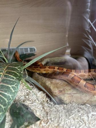 Image 5 of Boa constrictor and corn snakes for sale
