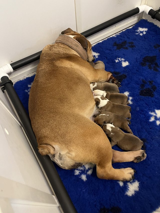 Preview of the first image of KC reg British bulldog puppies.
