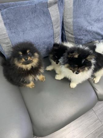 Image 1 of Pomeranian puppies 1 boy available black and tan