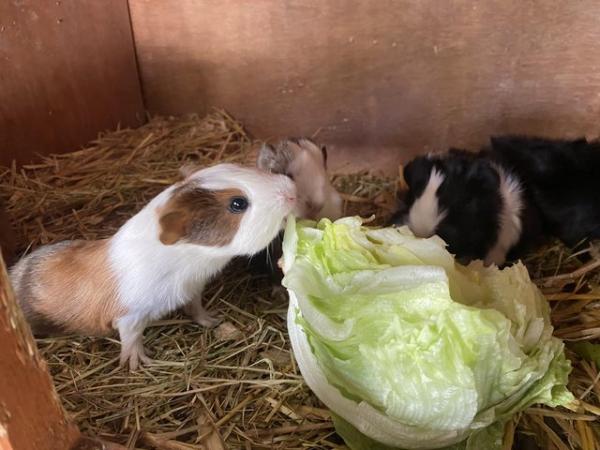 Image 5 of Baby Guinea pigs - males