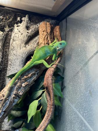 Image 2 of Fiji Iguana (Brachylophus Fasciatus)