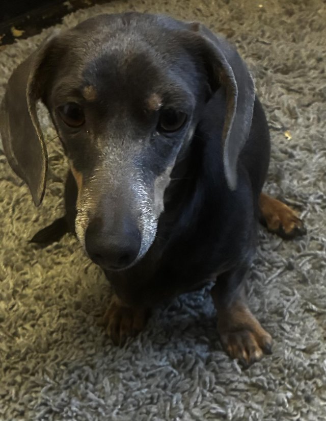 2 year old and 3 year old female dash hounds sausage dogs — photo 4 of 4