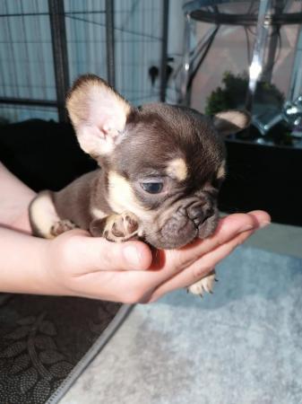 Image 19 of French bulldog puppies ready in 3 weeks