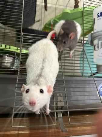 Image 10 of 2 Male Rats (10 months old)