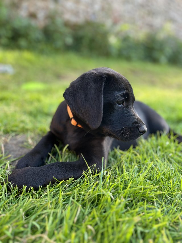 Preview of the first image of 2 KC reg black labrador pups.