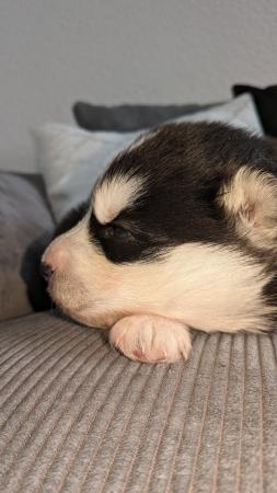 Image 2 of Siberian husky puppy for sale