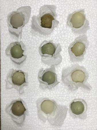 Image 3 of 12× Chinese Painted Quail (Button/King Quail) hatching eggs
